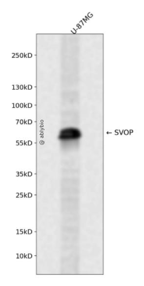 SVOP Rabbit pAb