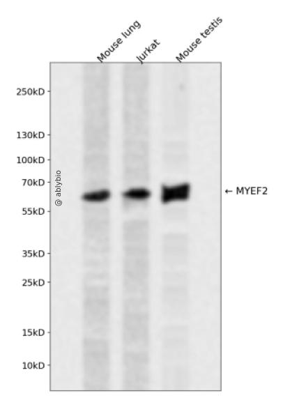 MYEF2 Rabbit pAb