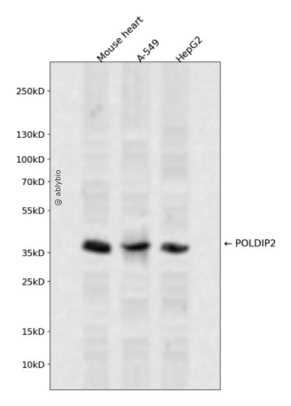 POLDIP2 Rabbit pAb