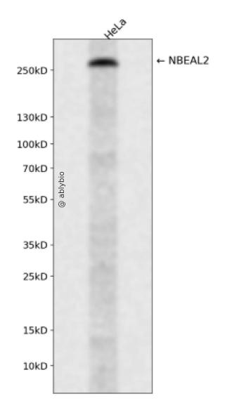 NBEAL2 Rabbit pAb