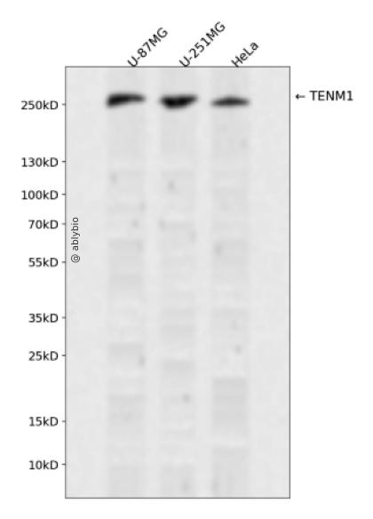 TENM1 Rabbit pAb