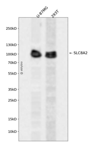 SLC8A2 Rabbit pAb
