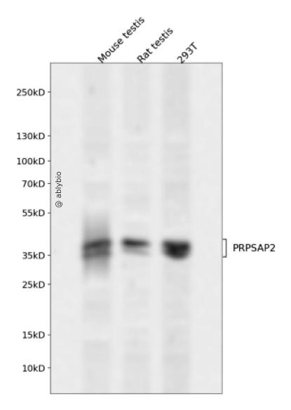 PRPSAP2 Rabbit pAb