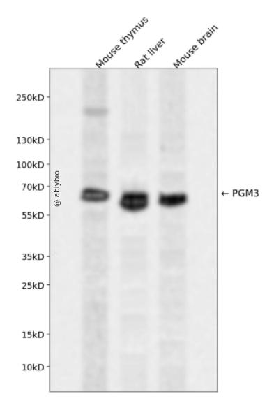 PGM3 Rabbit pAb