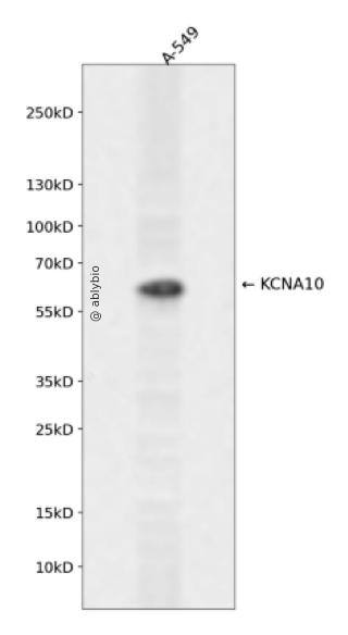 KCNA10 Rabbit pAb