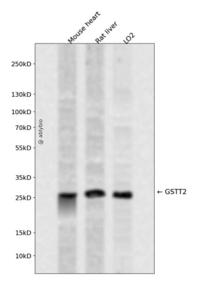 GSTT2 Rabbit pAb