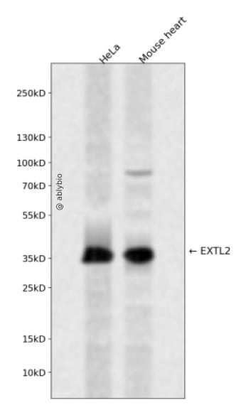 EXTL2 Rabbit pAb
