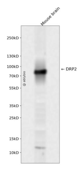 DRP2 Rabbit pAb