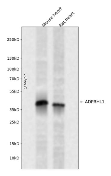 ADPRHL1 Rabbit pAb