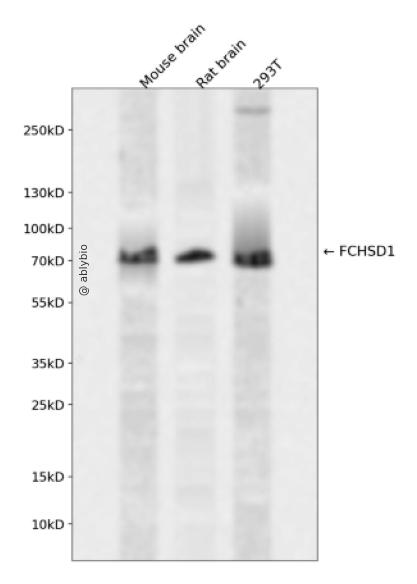 FCHSD1 Rabbit pAb