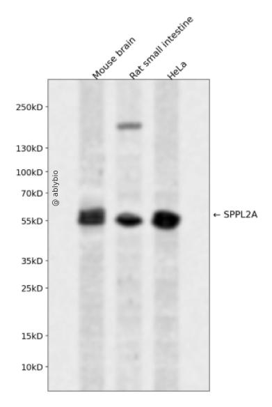 SPPL2A Rabbit pAb