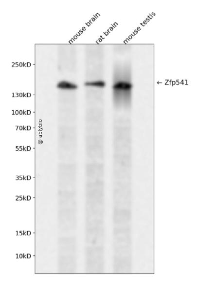 Zfp541 Rabbit pAb