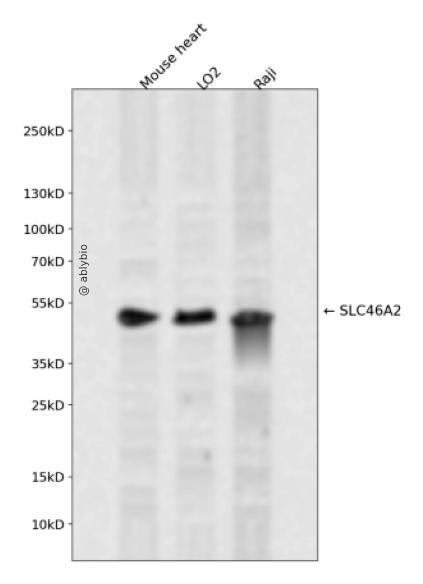 SLC46A2 Rabbit pAb