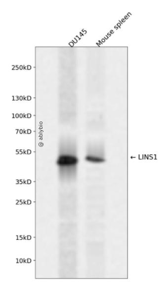 LINS1 Rabbit pAb