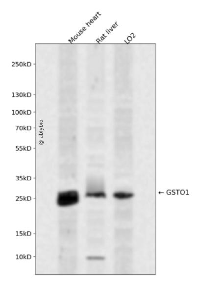 GSTO1 Rabbit pAb