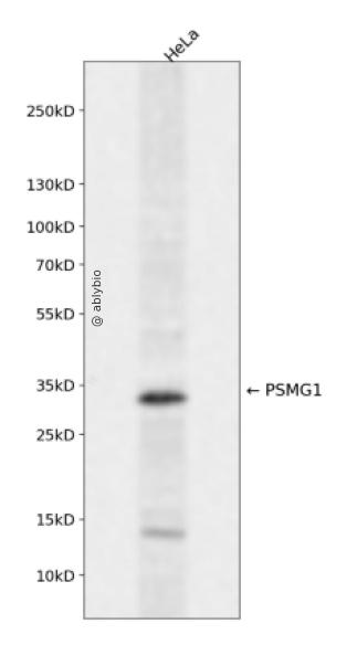 PSMG1 Rabbit pAb