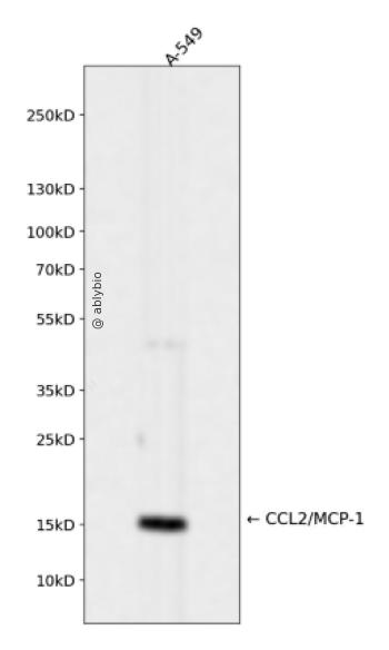 CCL2/MCP-1 Rabbit mAb