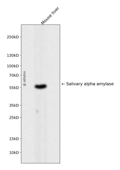 Salivary alpha amylase Rabbit mAb
