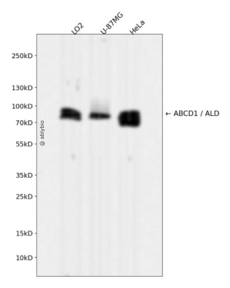 ABCD1 / ALD Rabbit mAb 