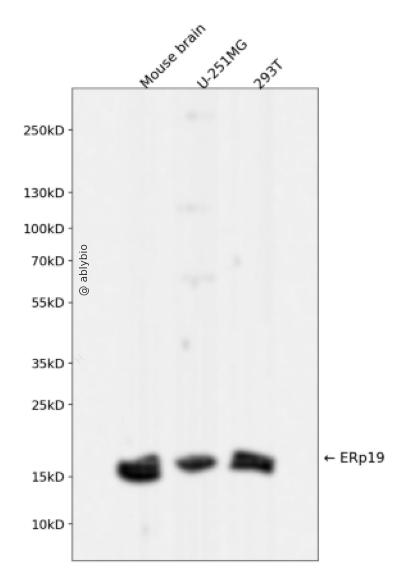 ERp19 Rabbit mAb