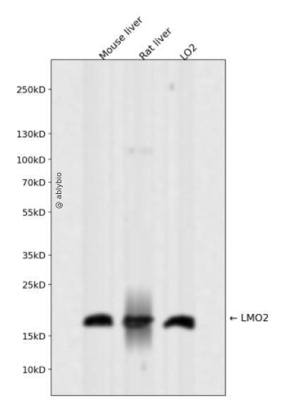LMO2 Rabbit mAb