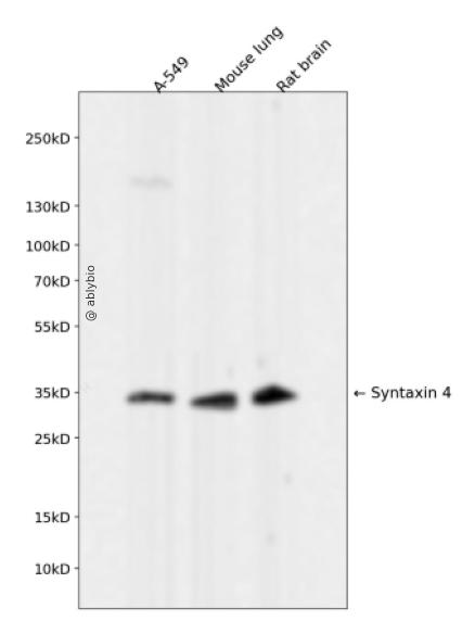 Syntaxin 4 Rabbit mAb