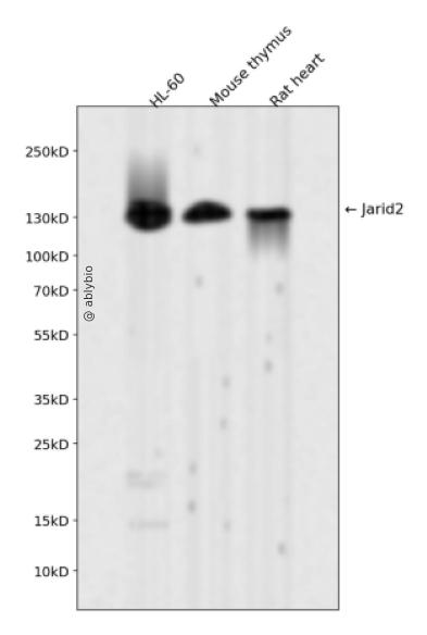 Jarid2 Rabbit mAb