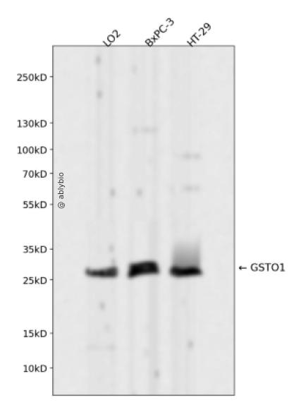 GSTO1 Rabbit mAb