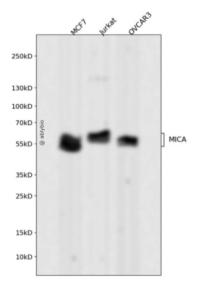 MICA Rabbit mAb