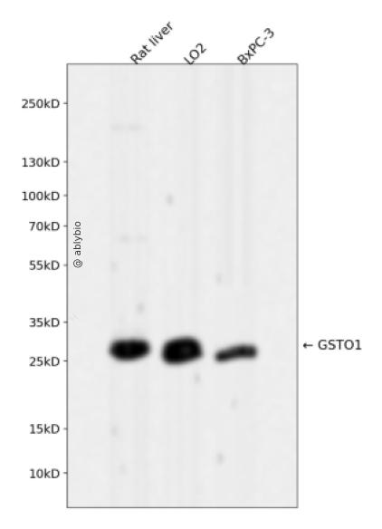 GSTO1 Rabbit mAb