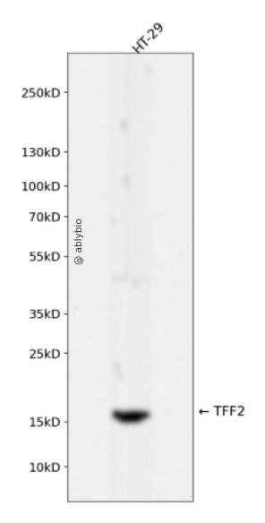 TFF2 Rabbit mAb