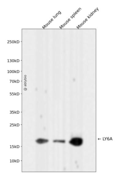 LY6A Rabbit mAb