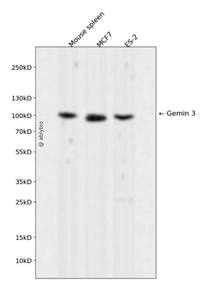 Gemin 3 Rabbit mAb
