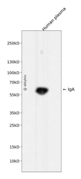 IgA Rabbit mAb