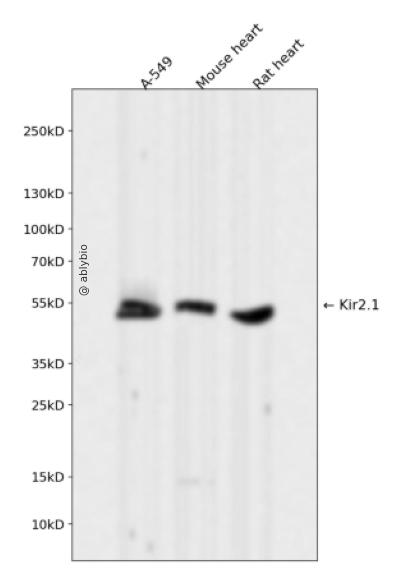 Kir2.1 Rabbit mAb