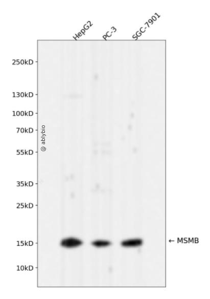 MSMB Rabbit mAb