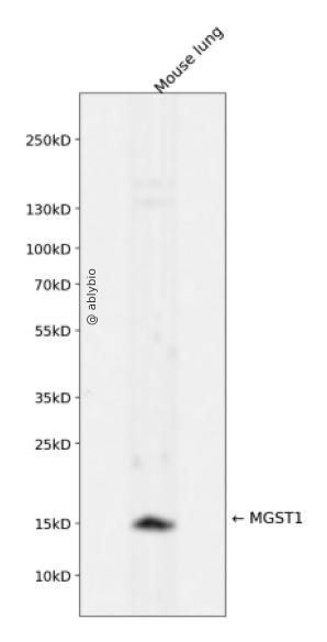 MGST1 Rabbit mAb