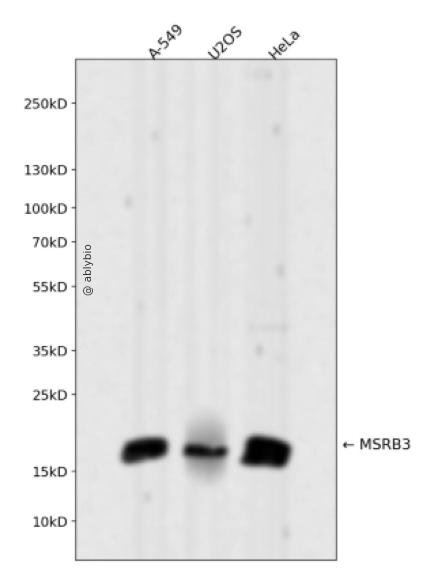 MSRB3 Rabbit mAb