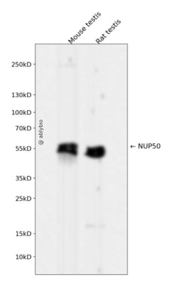 NUP50 Rabbit mAb
