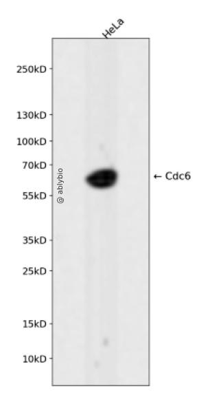 Cdc6 Rabbit mAb