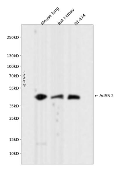 AdSS 2 Rabbit mAb