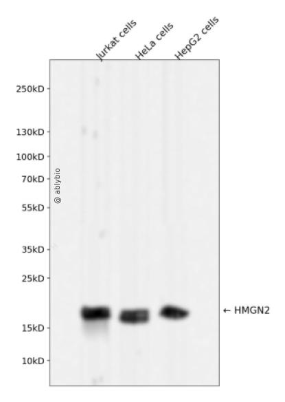 HMGN2 Rabbit mAb