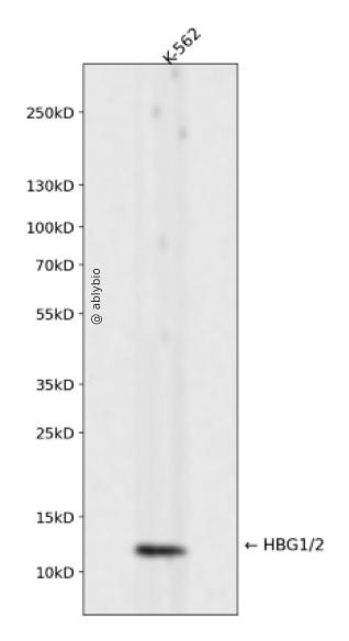 HBG1/2 Rabbit mAb