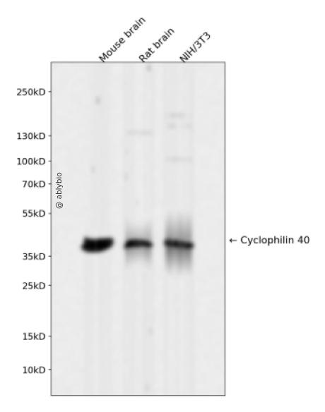 Cyclophilin 40 Rabbit mAb