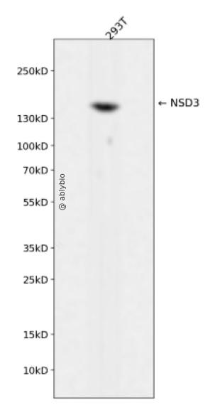 NSD3 Rabbit mAb
