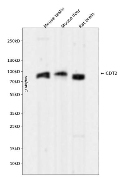 CDT2 Rabbit mAb