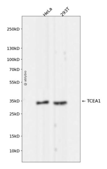TCEA1 Rabbit mAb