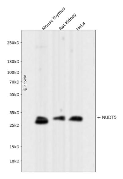 NUDT5 Rabbit mAb