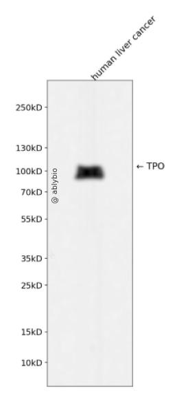 TPO Rabbit mAb
