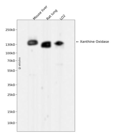 Xanthine Oxidase Rabbit mAb